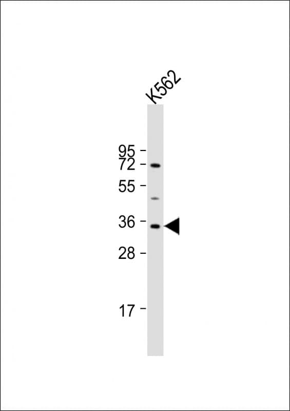 LYL1 Antibody (aa212-244)