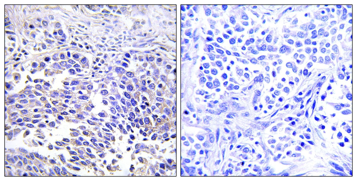 Polyclonal Rabbit anti-Human VGF Antibody (IHC, WB)