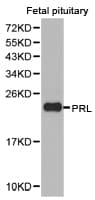 PRL / Prolactin Antibody