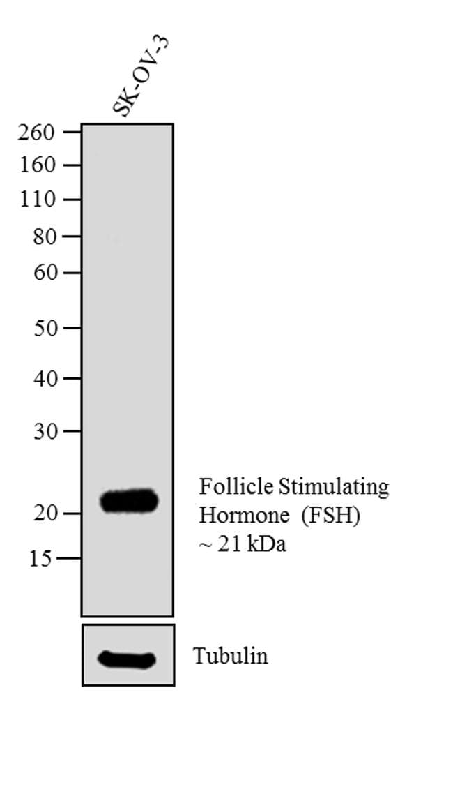Monoclonal Mouse anti-Human FSH Antibody (clone 1G6D12, IF, WB)