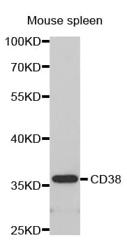 CD38 Antibody