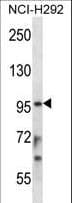 STAT4 Antibody (aa666-695)