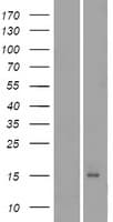 HCRT / Orexin Protein (Over-Expression Lysate Myc-DDK (Flag))