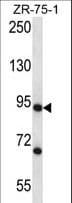 CSTF3 Antibody (aa556-585)