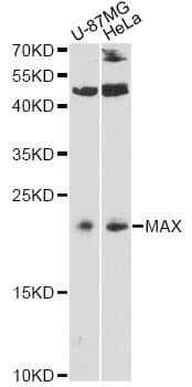MAX Antibody