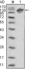 ERBB3 / HER3 Antibody (Amino Acid: 22-369, clone 2F9)