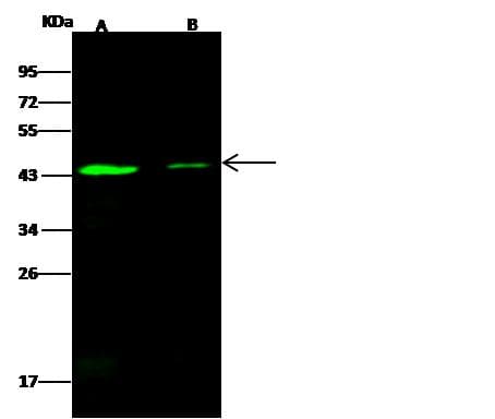 SMAD7 Antibody (Preservative Free)