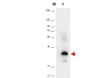 CCL20 / MIP-3-Alpha Antibody