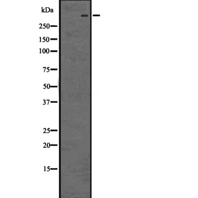 CUBN / Cubilin Antibody