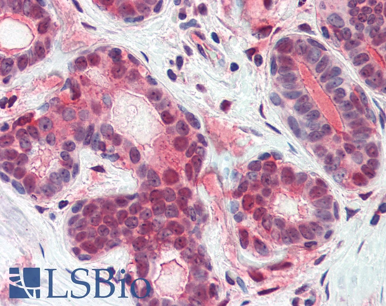 IHC-plus™ ATF6 Antibody