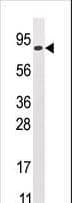 GCS1 / MOGS Antibody (aa1-30)