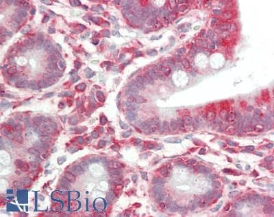 IHC-plus™ EIF3B Antibody (aa100-150)