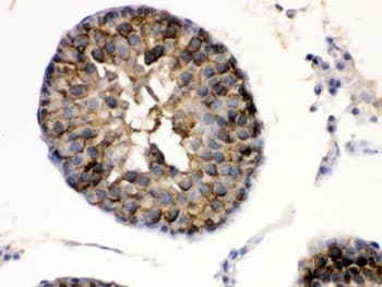 HSP90AA / HSP90 Alpha Antibody