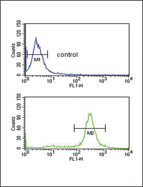 Polyclonal Rabbit anti-Human CD32A Antibody (aa255-282, WB)