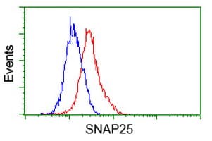 SNAP25 Antibody (clone OTI 1E6)