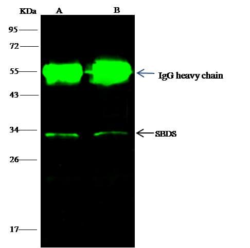 SBDS Antibody (Preservative Free)