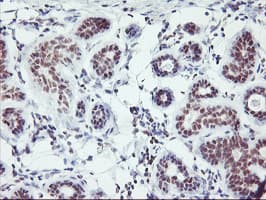Monoclonal Mouse anti-Human RNF113B Antibody (clone OTI7A1, IHC, IF, WB)