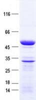 Human KCTD20 Protein (Recombinant His, N-Terminal)