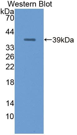 MT-ND1 Antibody (aa186-270, PE)