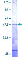 Human RER1 Protein (Recombinant GST)