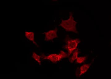 CASP8 / Caspase 8 Antibody