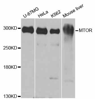 MTOR Antibody
