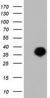 FAM84B Antibody (clone OTI4A4)
