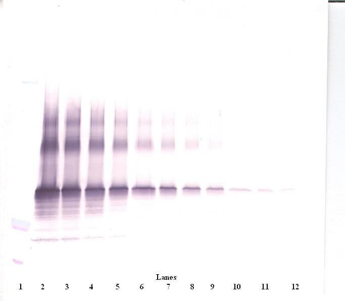 CCN3 / NOV Antibody (Biotin)