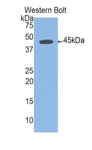 UCP1 / UCP-1 Antibody (aa179-296)