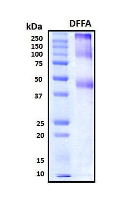 Human DFFA / ICAD / DFF45 Protein (Recombinant His, N-Terminal)