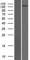 CACHD1 Protein (Over-Expression Lysate Myc-DDK (Flag))