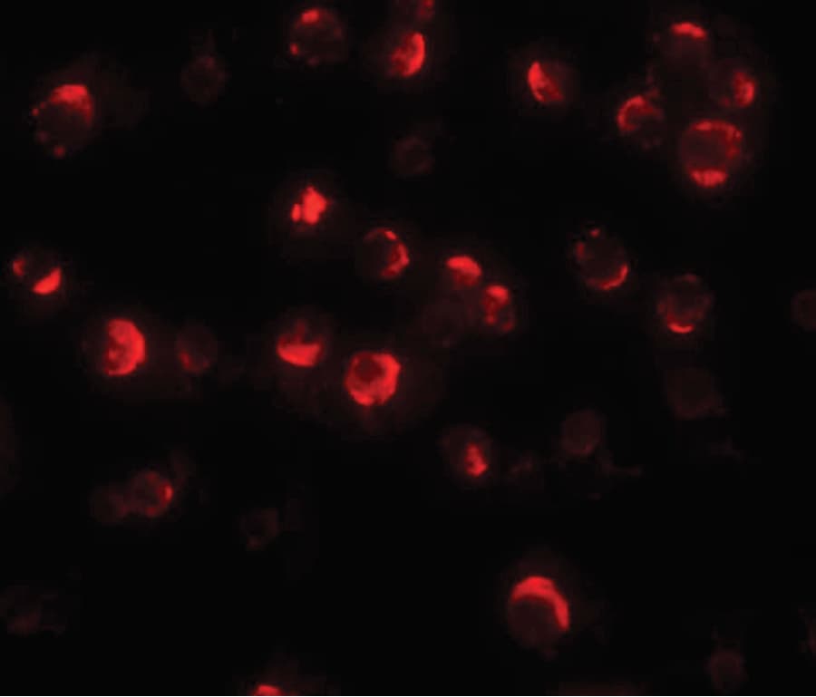 Polyclonal Rabbit anti-Human MAEL Antibody (IF, WB)