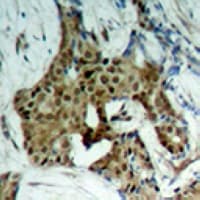 STAT1 Antibody (C-Terminus)