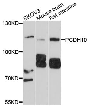 PCDH10 Antibody