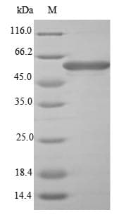 Shigella flexneri fliC Protein (Recombinant 10His, N-terminus)