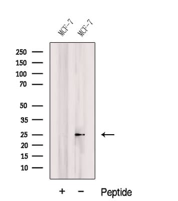 COMMD5 Antibody