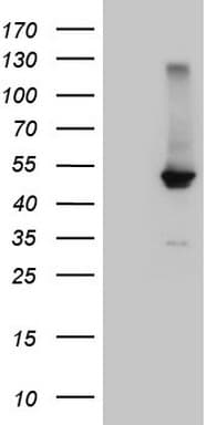 NR1H4 / FXR Antibody (aa21-297, clone OTI4F12)