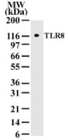 IHC-plus™ TLR8 Antibody (aa750-850, clone 44C143)