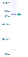 Human POLR1C / RPA39 Protein (Recombinant GST)