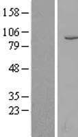MME / CD10 Protein (Over-Expression Lysate Myc-DDK (Flag))