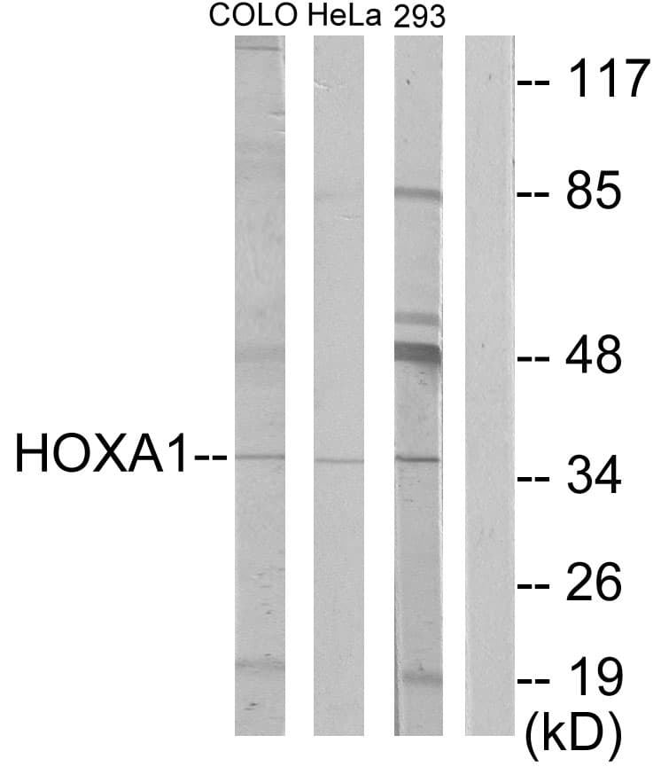 HOXA1 Antibody (aa171-220)