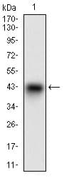 SYCP3 / SCP3 Antibody (aa27-128, clone 6F9B6)