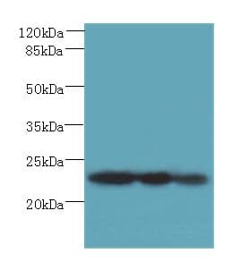 Polyclonal Rabbit anti-Mouse PLET1 / C11orf34 Antibody (IHC, WB)