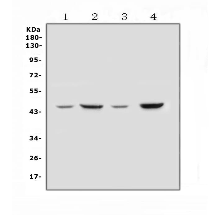 Polyclonal Rabbit anti-Human SOX3 Antibody (WB)