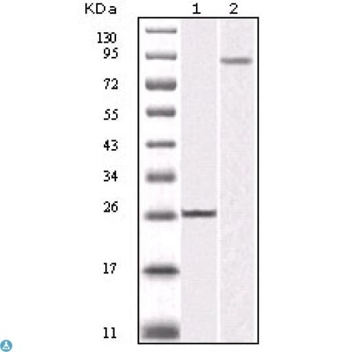 IKBKB / IKK2 / IKK Beta Antibody