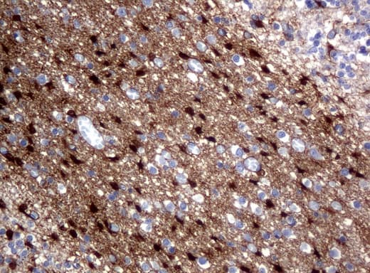 ALDH1L1 Antibody (clone UMAB44, Carrier-free)
