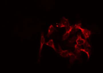 MRPL46 Antibody