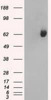 Monoclonal Mouse anti-Human GBP2 Antibody (clone OTI1E5, IHC, IF, WB)