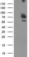 CAPN9 / Calpain 9 Antibody (clone OTI1C2)