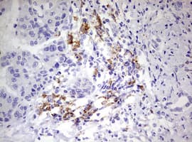 CD68 Antibody (aa22-319, clone OTI3B6)
